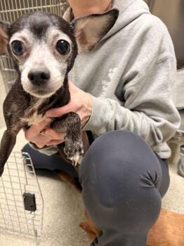 Mixed Breed Dogs Available for Adoption - Dixiee | PetCurious