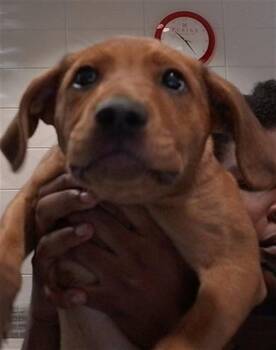 ROBIN -  Pit Bull Terrier and Mixed Breed Dog for Adoption - ROBIN | PetCurious