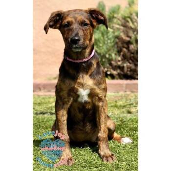 Hound and Mountain Cur Dogs Available for Adoption in Inglewood, California - Molly | PetCurious