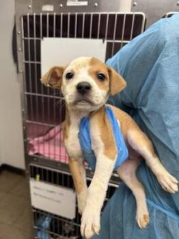 Mixed Breed Dogs Available for Adoption in Covington, Louisiana - BabyJaneDoe | PetCurious