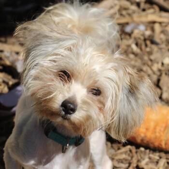 Yorkshire Terrier and Terrier Dogs Available for Adoption in Briarcliff Manor, New York - Rita | PetCurious