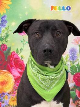 Mixed Breed Dogs Available for Adoption - Jello | PetCurious