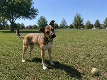 Bobby -  Shepherd Dog Available for Adoption in Poway, California - Bobby | PetCurious