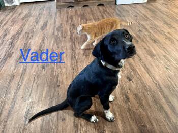 Vader Dot -  Labrador Retriever Dog for Adoption in South Kingstown, Rhode Island - Vader Dot | PetCurious