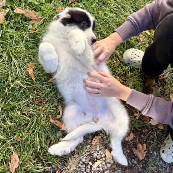 Daisy -  Great Pyrenees and Saint Bernard Dog for Adoption in High View, West Virginia - Daisy | PetCurious