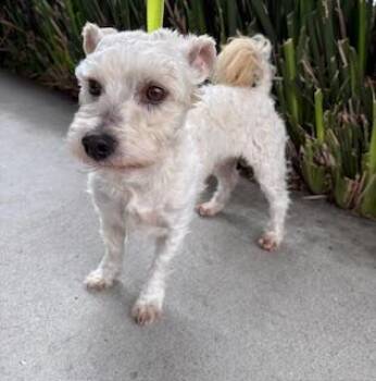 Rescue Maltipoo Dogs for Adoption in San Jose, California - BENTLEY | PetCurious