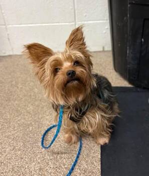 Chip -  Yorkshire Terrier Dog for Adoption in Fruit Heights, Utah - Chip | PetCurious