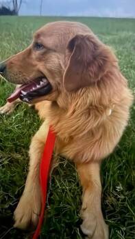 Charlie -  Golden Retriever Dog for Adoption in Mckinney, Texas - Charlie | PetCurious