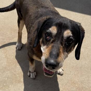 Rescue Black And Tan Coonhound Dogs for Adoption in Newberry, South Carolina - Elliot | PetCurious