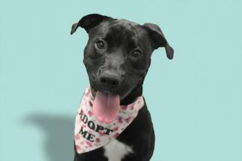 MAGNOLIA -  Pit Bull Terrier and Labrador Retriever Dog for Adoption in Loveland, Colorado - MAGNOLIA | PetCurious