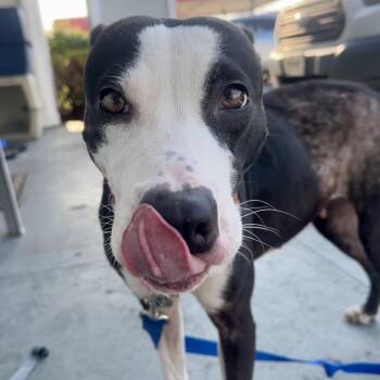 Mixed Breed Dogs Available for Adoption in Lenexa, Kansas - Louise | PetCurious