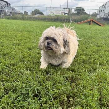Marshmallow -  Shih Tzu and Lhasa Apso Dog for Adoption in Tipton, Indiana - Marshmallow | PetCurious