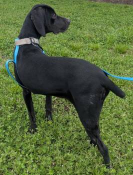 Cedar -  Labrador Retriever and Mixed Breed Dog for Adoption in Fort Myers, Florida - Cedar | PetCurious