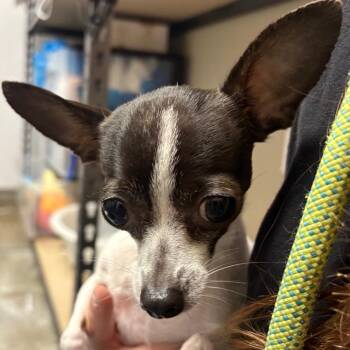 Grandpa -  Chihuahua Dog for Adoption in Yuma, Arizona - Grandpa | PetCurious