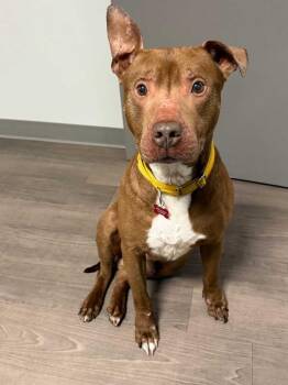 Mixed Breed and Pit Bull Terrier Dogs Available for Adoption in Detroit, Michigan - Canfield | PetCurious