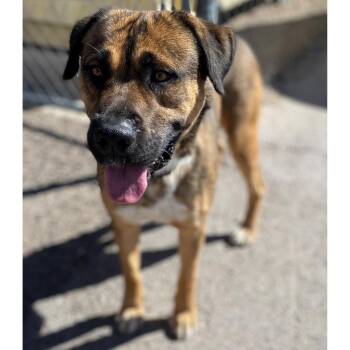 Buster Brown -  Mixed Breed Dog for Adoption in Las Cruces, New Mexico - Buster Brown | PetCurious