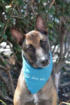 Rescue Belgian Shepherd Malinois Dogs for Adoption in Gretna, Nebraska - Spyder | PetCurious