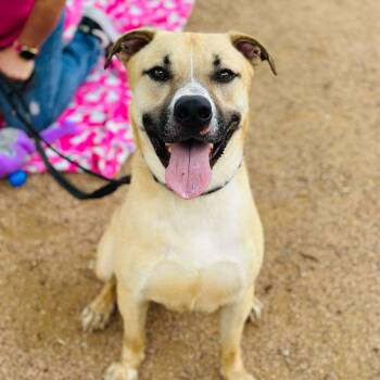 Rescue Black Mouth Cur and American Staffordshire Terrier Dogs for Adoption in Blacksburg, Virginia - Bear (foster Or Adopter) | PetCurious