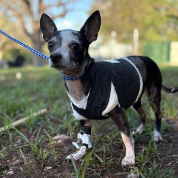 Chihuahua Dogs Available for Adoption - Peppita | PetCurious