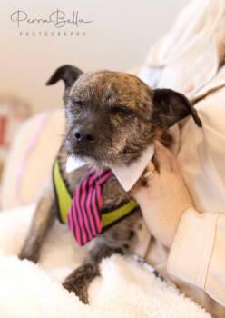 Rescue Chihuahua Dogs for Adoption in West Richland, Washington - Sven | PetCurious