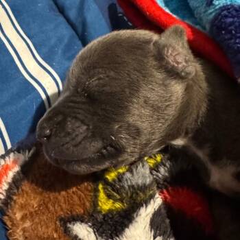 American Staffordshire Terrier Dogs Available for Adoption - COLIN BRIDGERTON | PetCurious