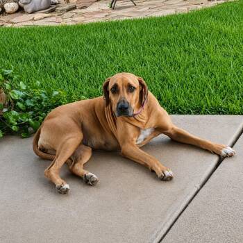 Sika -  Rhodesian Ridgeback Dog for Adoption in Houston, Texas - Sika | PetCurious