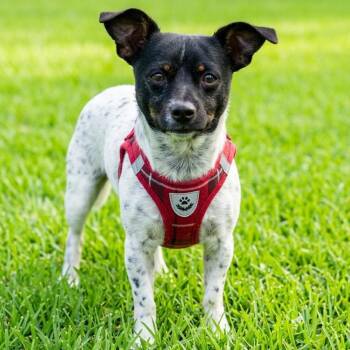 Rat Terrier and Chihuahua Dogs Available for Adoption in Las Vegas, Nevada - Hambone | PetCurious