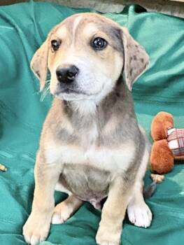 Rescue Catahoula Leopard Dog Dogs for Adoption in Orland Park, Illinois - Zane | PetCurious