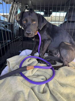 Rescue Labrador Retriever Dogs for Adoption in San Diego, California - Flower | PetCurious