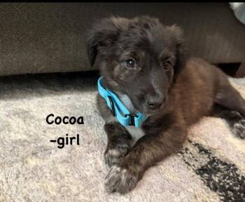 Cocoa Lou -  Labrador Retriever Dog for Adoption in Midway, Utah - Cocoa Lou | PetCurious