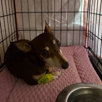 Rescue Chihuahua Dogs for Adoption in League City, Texas - Ares | PetCurious