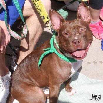 Pit Bull Terrier Dogs Available for Adoption - Dottie | PetCurious