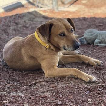 Black Mouth Cur Dogs Available for Adoption in Bronson, Florida - Queso | PetCurious