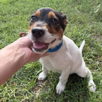 Elm -  Terrier Dog for Adoption in Harlingen, Texas - Elm | PetCurious