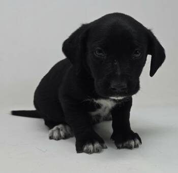 Labrador Retriever and Retriever Dogs Available for Adoption in New York, New York - War Admiral  | PetCurious