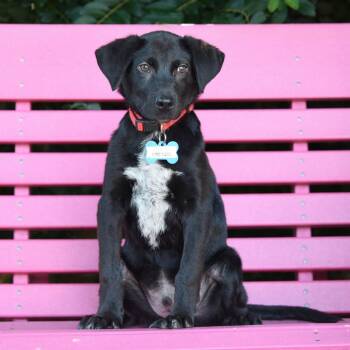 Pretzel -  Retriever Dog for Adoption in Wake Forest, North Carolina - Pretzel | PetCurious