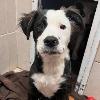 Husky Dogs Available for Adoption in Honesdale, Pennsylvania - Tux | PetCurious