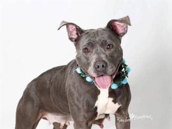 BULMA -  Boxer and Mixed Breed Dog for Adoption in Omaha, Nebraska - BULMA | PetCurious