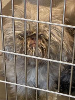 Sadie -  Shih Tzu Dog for Adoption in Christiansburg, Virginia - Sadie | PetCurious