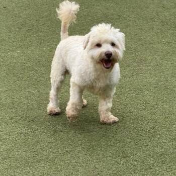 Rescue Miniature Poodle and Schnauzer Dogs for Adoption in Houston, Texas - BEAUMONT | PetCurious