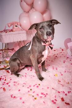 Sara -  Pit Bull Terrier and American Staffordshire Terrier Dog for Adoption in Burbank, California - Sara | PetCurious