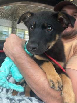 Lupin -  German Shepherd Dog Dog for Adoption in Toronto, Ontario - Lupin | PetCurious