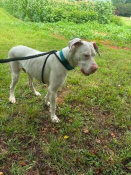 Ghost -  Great Dane Dog for Adoption in Salisbury, North Carolina - Ghost | PetCurious
