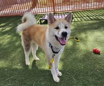 Rescue Siberian Husky Dogs for Adoption in Las Vegas, Nevada - SANDMAN | PetCurious