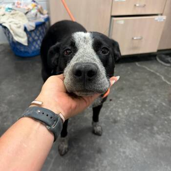 Harriet -  Australian Cattle Dog Blue Heeler Dog for Adoption in Evensville, Tennessee - Harriet | PetCurious