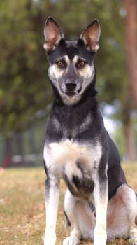 Flint -  German Shepherd Dog Dog for Adoption in Collierville, Tennessee - Flint | PetCurious