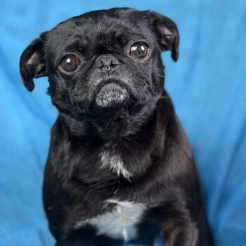 Pug Dogs Available for Adoption - Eleanor: The Snorty, Grumpy‑Faced Sweetheart | PetCurious