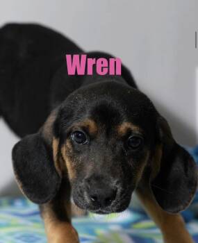 Wren -  Hound Dog for Adoption in Irwin, Pennsylvania - Wren | PetCurious