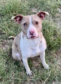 Pit Bull Terrier and Catahoula Leopard Dog Dogs Available for Adoption in San Antonio, Texas - Bikini | PetCurious