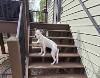 Boxer Dogs Available for Adoption in Colorado Springs, Colorado - Joana | PetCurious